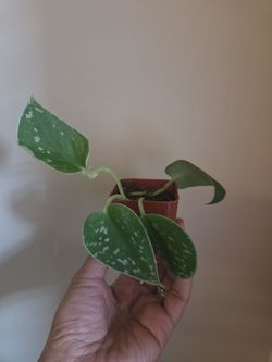 Plant