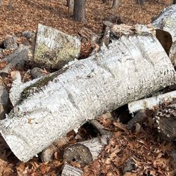  Beautiful White birch Logs