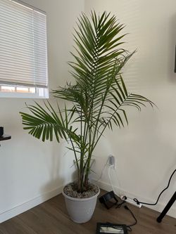 Indoor Plant - Palm