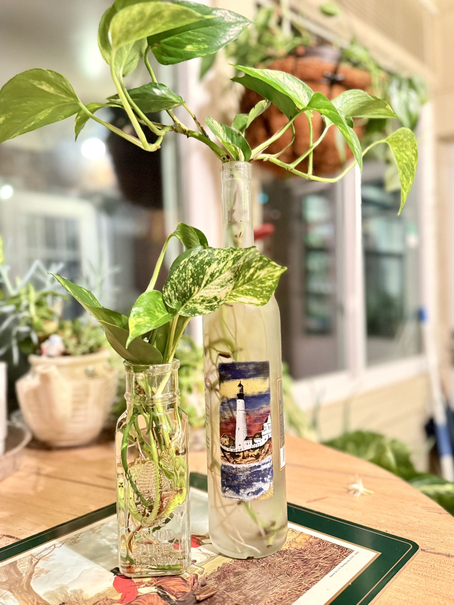Pothos plant for sale