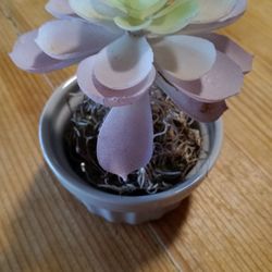 Decorative, Artificial, Plant, Plants, Succulent 