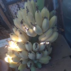 Banano Manzano