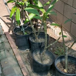 Mystery Plumerias