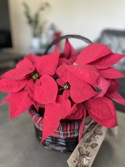 Poinsettia Basket