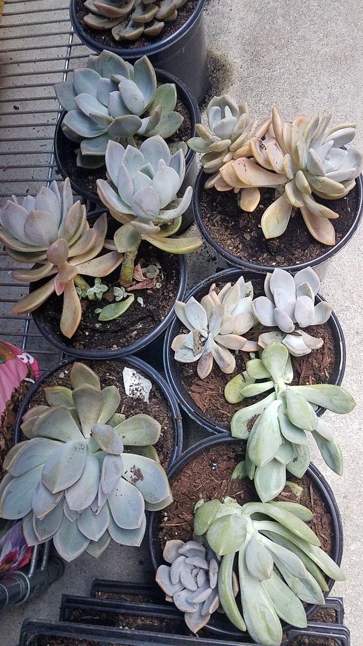 Small/Med/lrg size succulents!!!!!