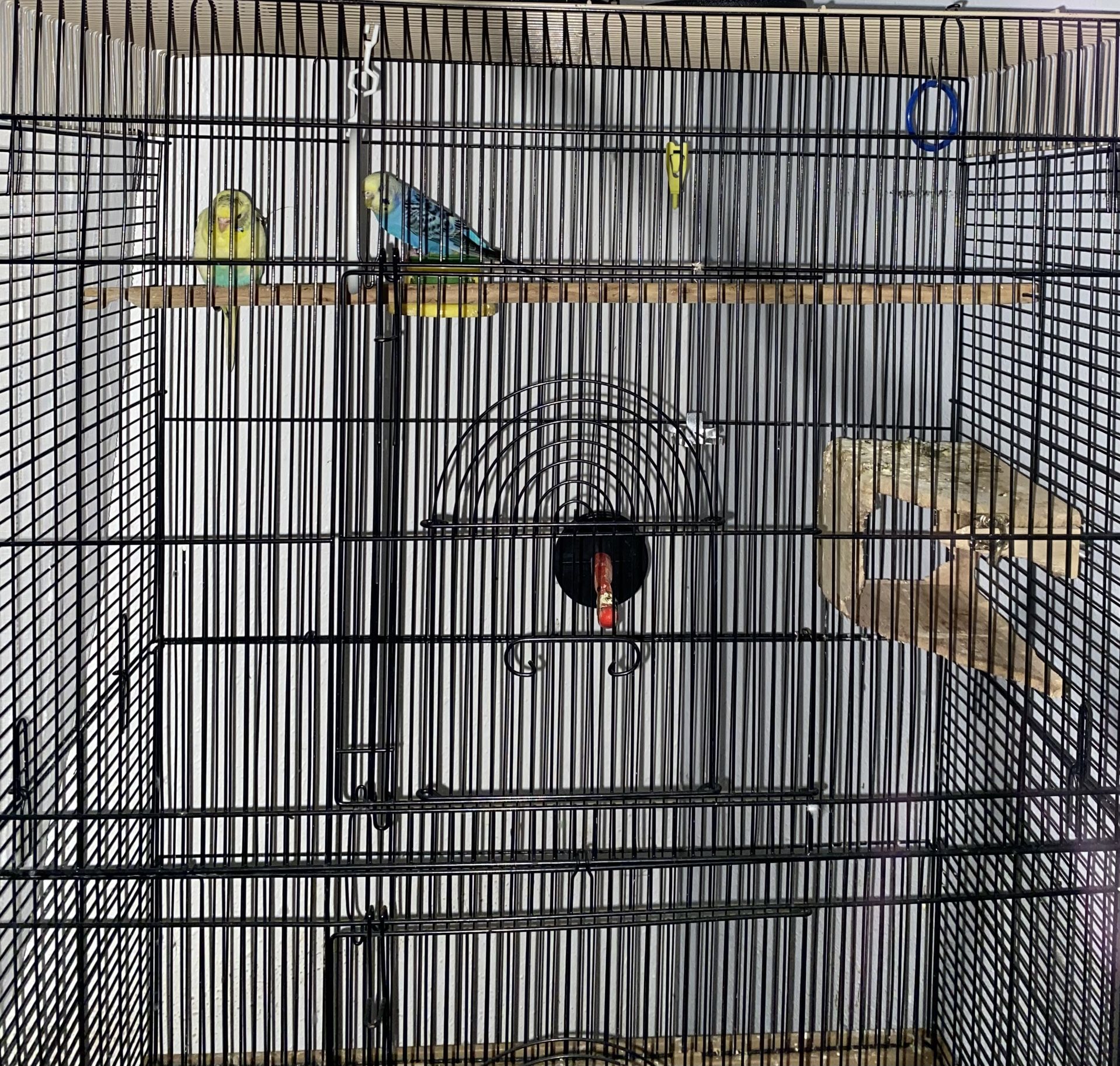 Bird Cage