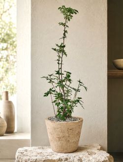 Rare Ficus Afghanistanica With Snowflake Shaped Leaves (Planter Included) #1 available ‘Local LA Seller’