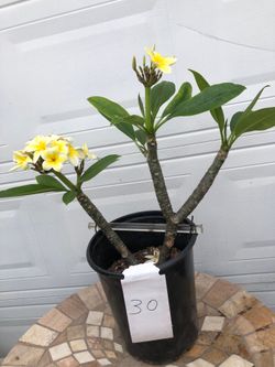 CELADINE PLUMERIA  PLANT  FULLY  ROOTED  COLOR  YELLOW  🌺🌺🌺