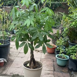 Beautiful Healthy Money Tree