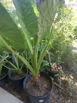 Plant