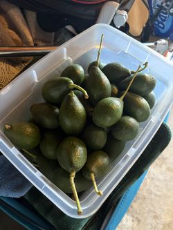 Avocados