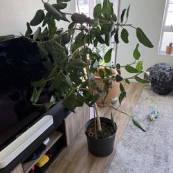 Ficus Audrey 5ft 