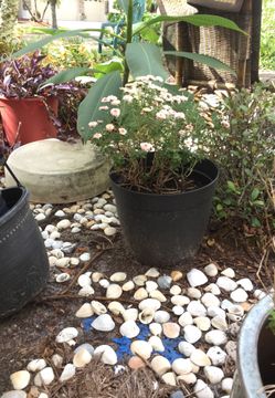 Various pots and plants and tools