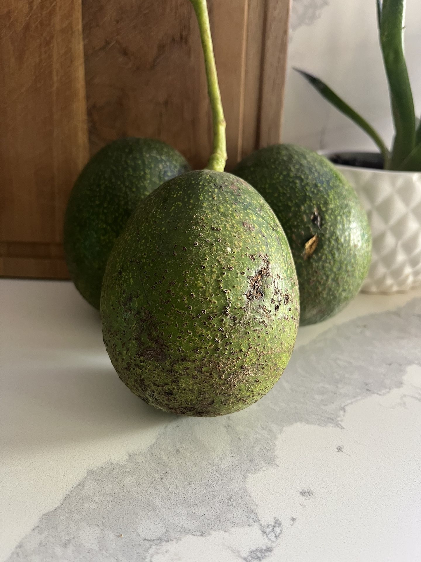 Gem And Hass Avocados