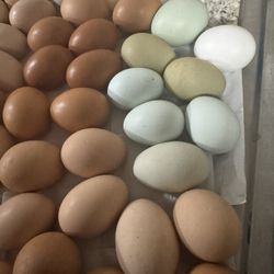 Fresh Eggs 