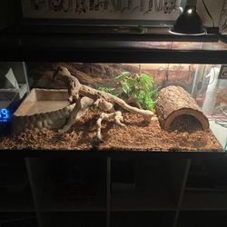 Tank Comes With Everything And Includes The Ball Python