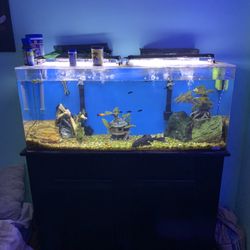 Fish Tank 