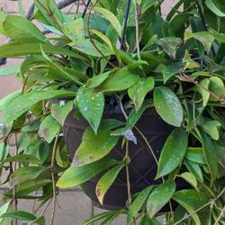 Hoya Pubicalix Splash BIG PLANT.
