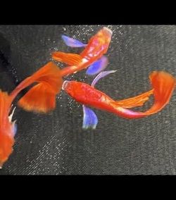 Guppy fish decora