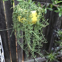 String of bananas in a ceramic hanging pot