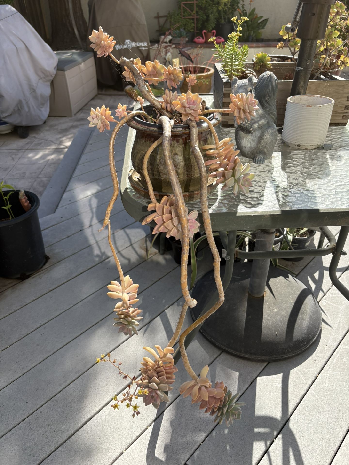 One-of-a-kind succulent in ceramic pot