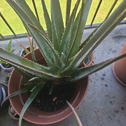 Aloe Vera Best Offer (Plant Only)