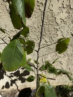 Cherimoya Tree In 5 Gallons pot 