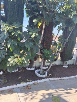 Fig tree