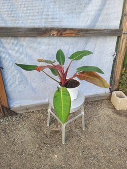 Philodendron imperial red 8" Nursery Pot