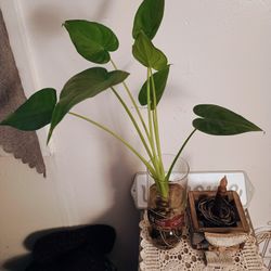 Uncommon Roots Alocasia Macro In Water 