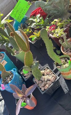 Cactus por $3 cada uno