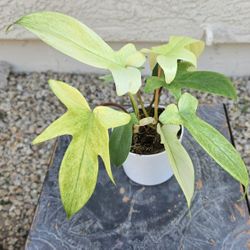 Phillodendron Florida Ghost