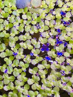 Mini Duckweed 🦆