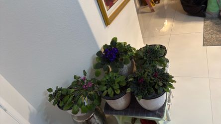 5 African Violet Plants
