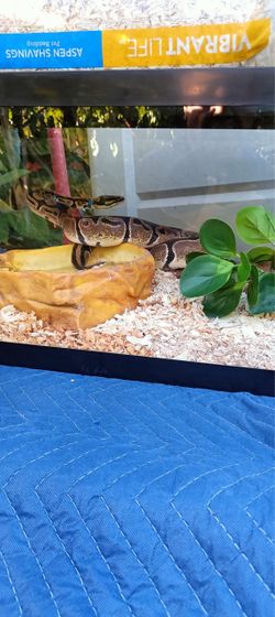 Python snake with tank.