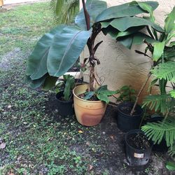 Banana Tree Healthy 