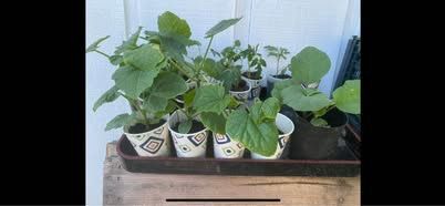 Organic Vegetable Plant Starters