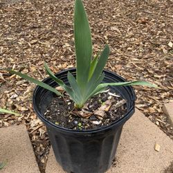 German Iris
