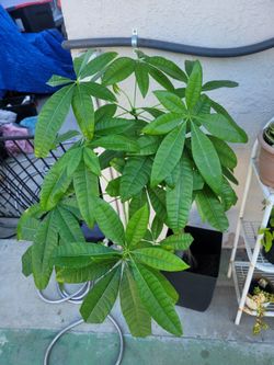 TALL ORGANIC MONEY PLANT.