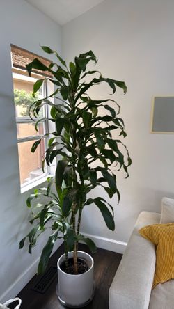Large indoor plant for sale