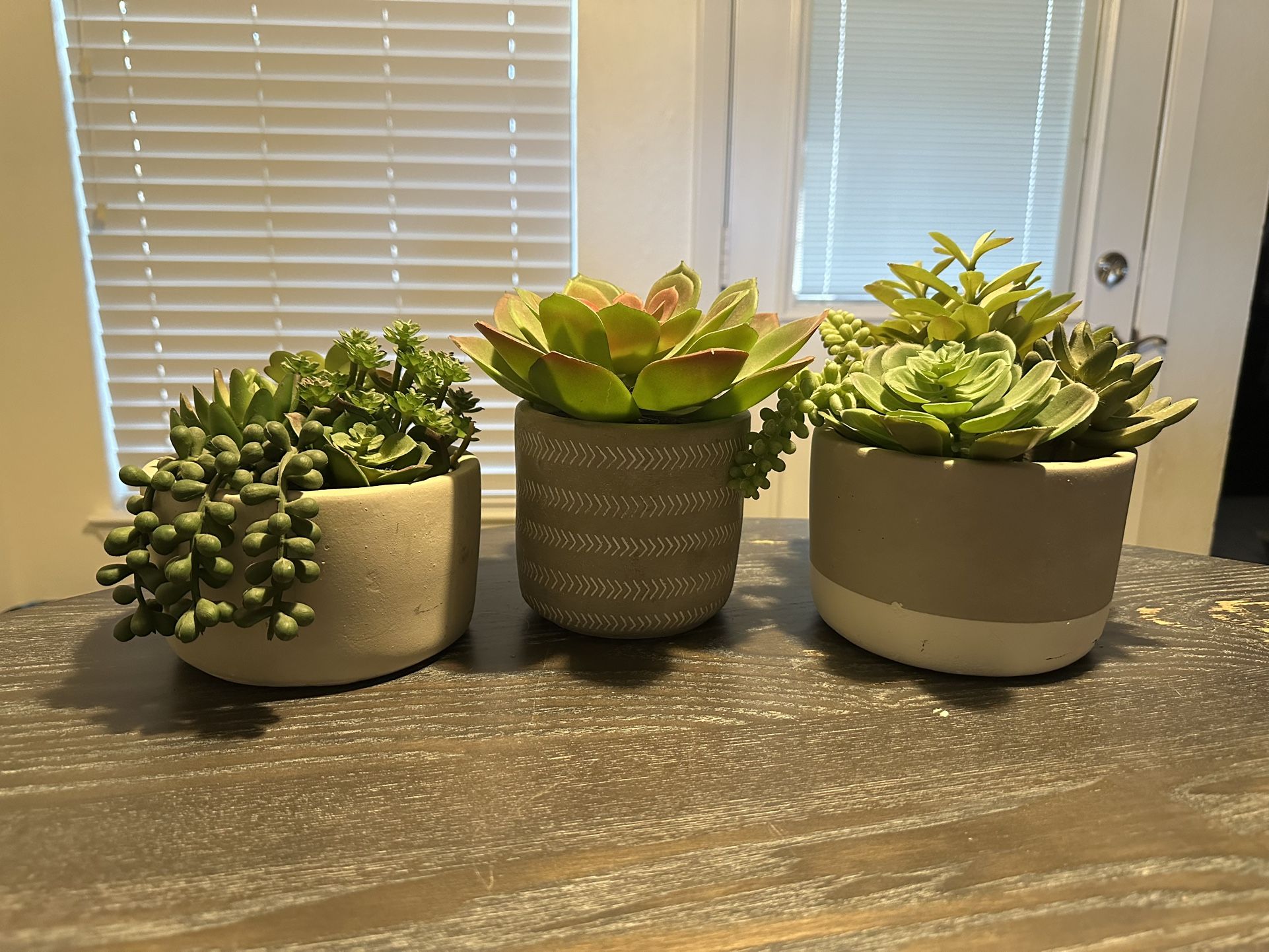 Decorative Succulents