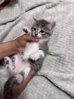 Cat food