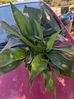 Planta de hierro