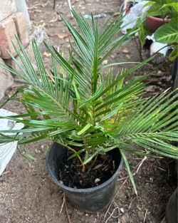 Sago palm