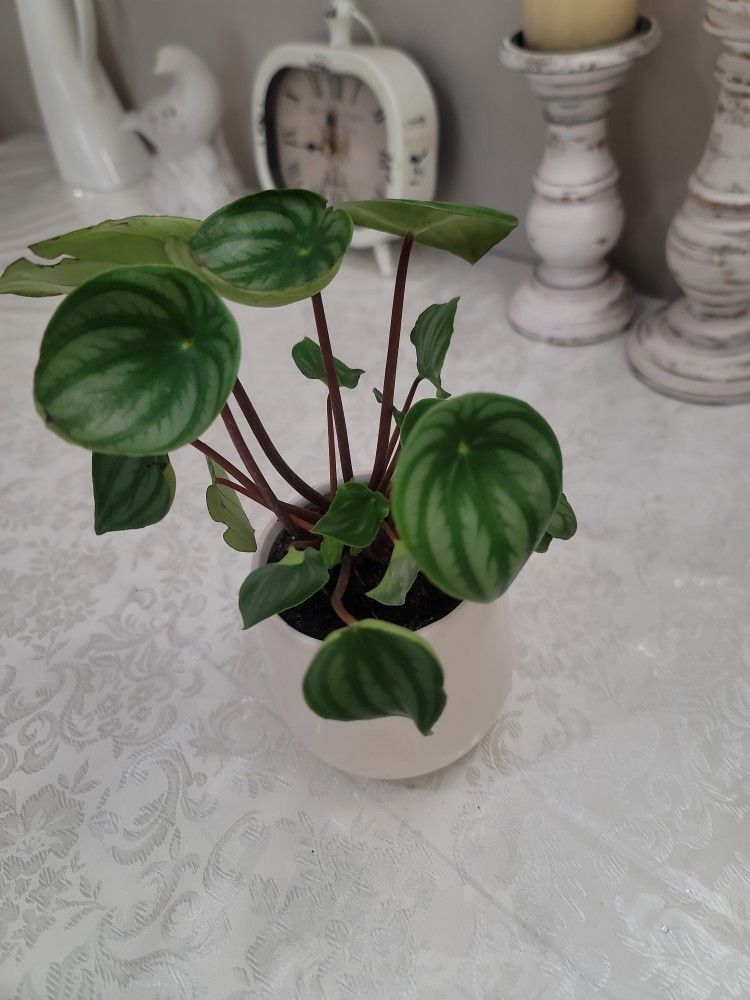 Watermelon Plant With Ceramic Pot 