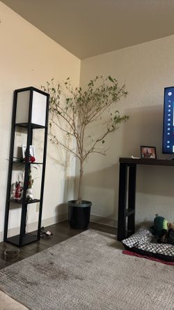 Indoor Tree