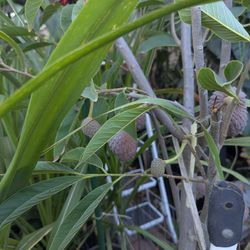 Grafted Red Geffner Atemoya Plant 