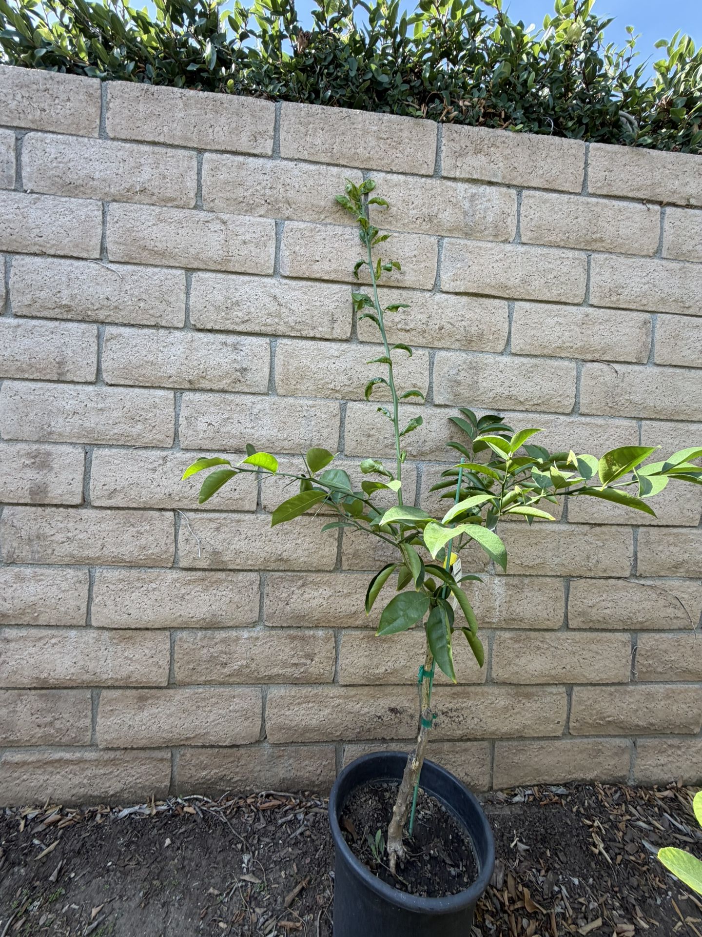 Sweet lime/ Mosambi/ sweet limetta/ Indian sweet lime