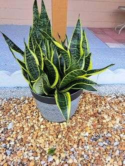 Plant
