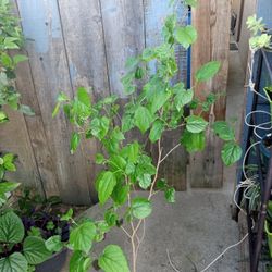 árbol de moral dulce